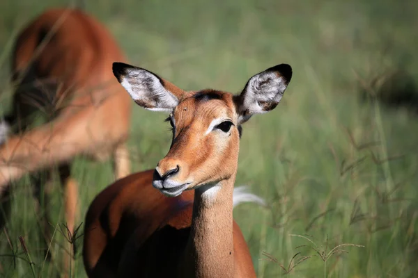 Impala - Kenya — Stok fotoğraf