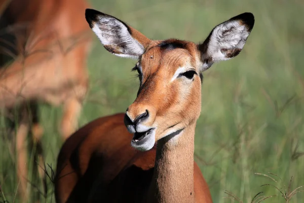 Impala - Kenya — Stock Photo, Image