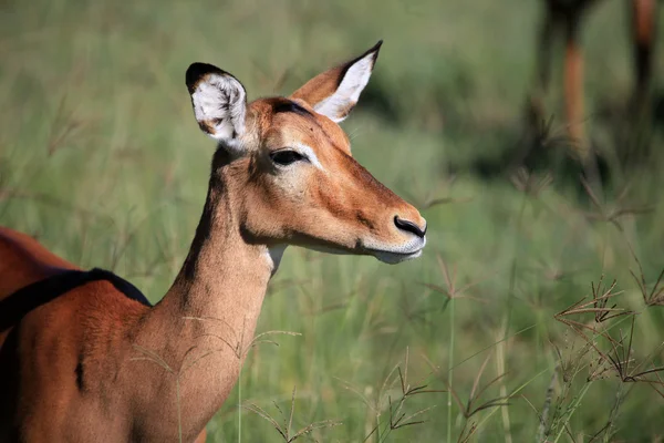 Impala - Kenya — Stok fotoğraf