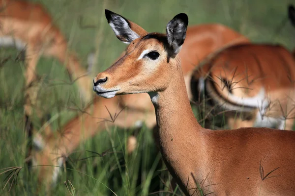 Impala - Kenia —  Fotos de Stock