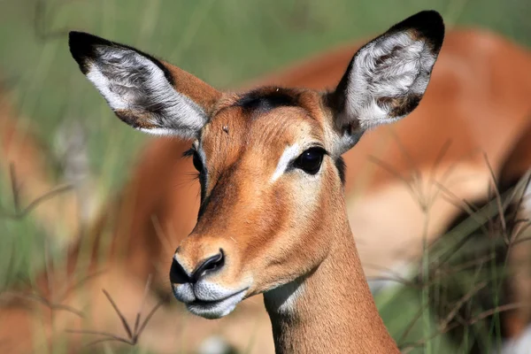 Impala - Kenya — Stock Fotó
