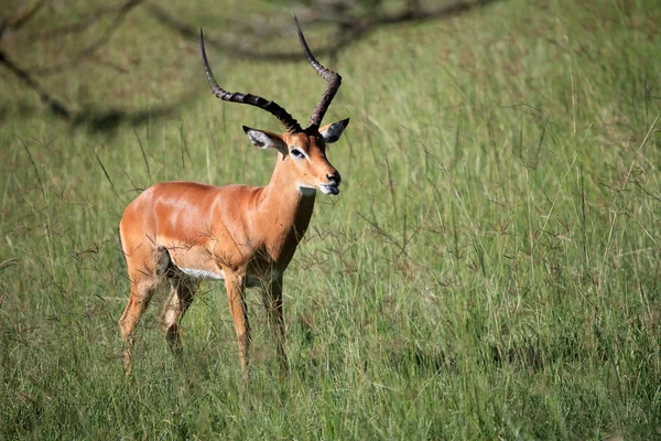 Impala - rezerwat przyrody jezioro nukuru - Kenia — Zdjęcie stockowe