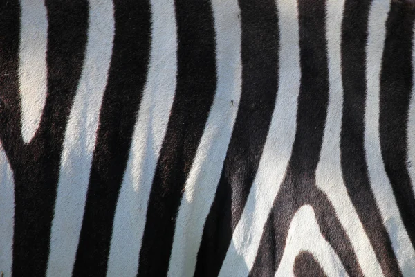 stock image Zebra Skin Pattern - Kenya