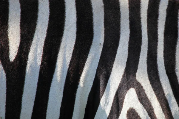 Stock image Zebra Skin Pattern - Kenya