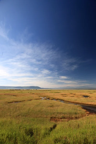 Rezerwat przyrody jezioro nukuru - Kenia — Zdjęcie stockowe