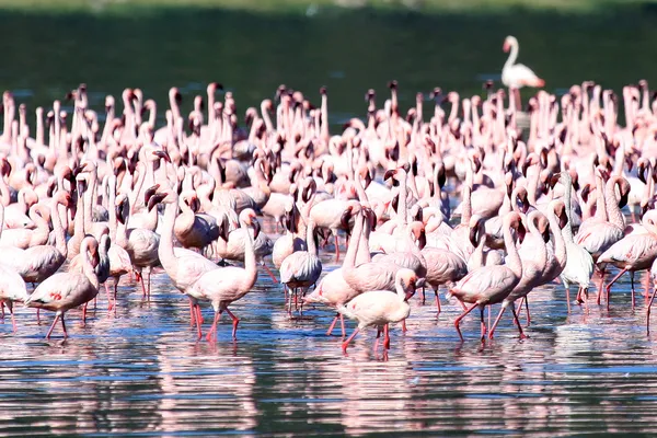 Różowe flamingi - rezerwat przyrody jezioro nukuru - Kenia — Zdjęcie stockowe