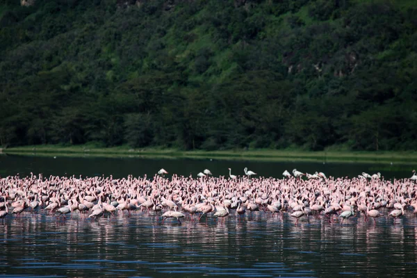 Růžové flamingoes - jezero nukuru přírodní rezervace - Keňa — Stock fotografie