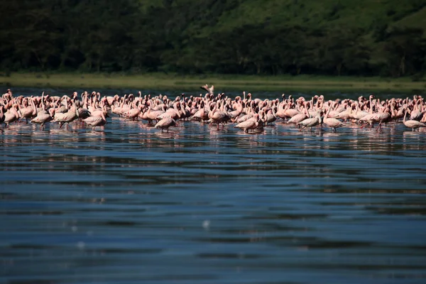 Pink Flamingo - Lake Nukuru Nature Reserve - Kenya — стоковое фото