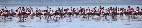 Pink Flamingo - Lake Nukuru Nature Reserve - Kenya — стоковое фото