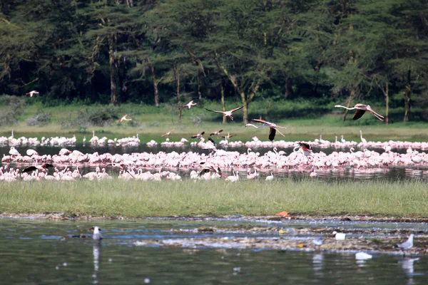 Flamencos rosados - Reserva Natural del Lago Nukuru - Kenia — Foto de Stock