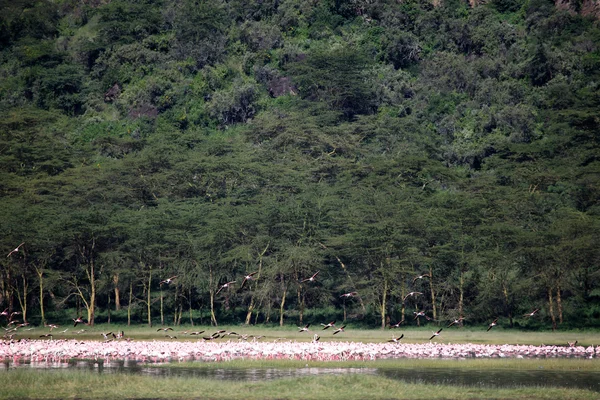 Flamants roses - Réserve naturelle du lac Nukuru - Kenya — Photo