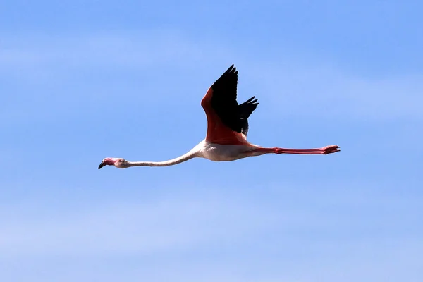粉红色的火烈鸟-湖 nukuru 自然保护区-肯尼亚 — 图库照片