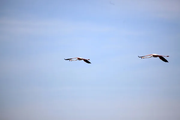 Pembe flamingoları - göl nukuru doğa rezerv - kenya — Stok fotoğraf