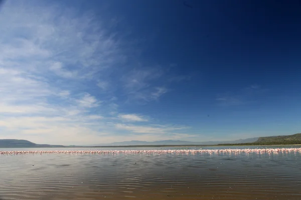 Rózsaszín flamingók - Nukuru tó természetvédelmi terület - Kenya — Stock Fotó