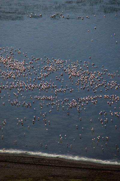 ฟลามิงโก้สีชมพู - ทะเลสาบนิกูรุอนุรักษ์ธรรมชาติ - เคนยา — ภาพถ่ายสต็อก