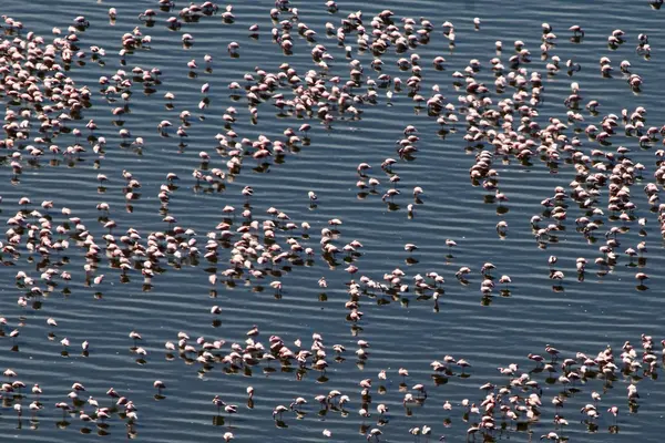 분홍색 홍학-호수 Nukuru 자연 보호-케냐 — 스톡 사진