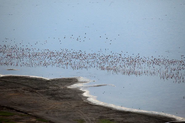 Рожеві фламінго - озеро Nukuru заповідника - Кенія — стокове фото