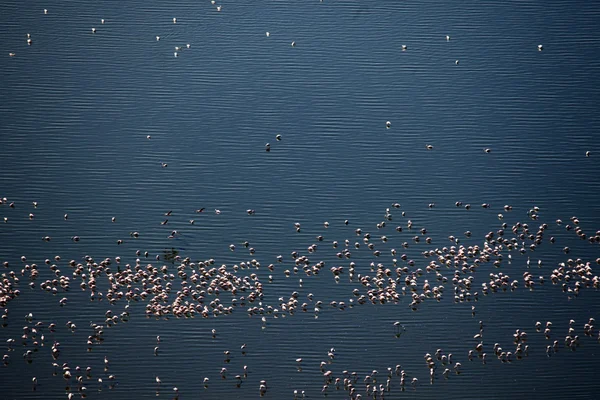 Τα ρόδινα flamingoes - λίμνη nukuru φύση αποθεματικό - Κένυα — Φωτογραφία Αρχείου