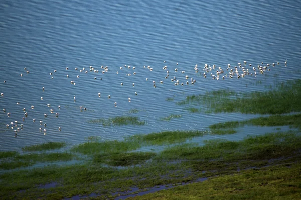 Pembe flamingoları - göl nukuru doğa rezerv - kenya — Stok fotoğraf