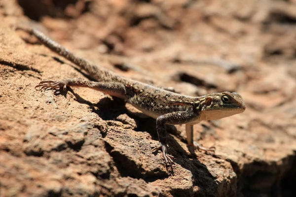 Lizard in Kenya — Stock Photo, Image