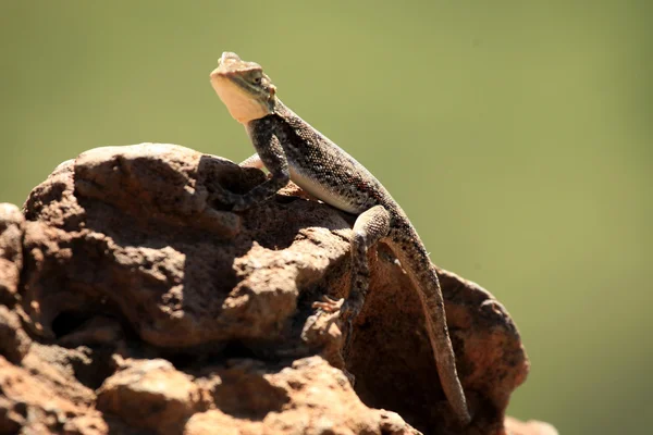 Ящірка в Кенії — стокове фото