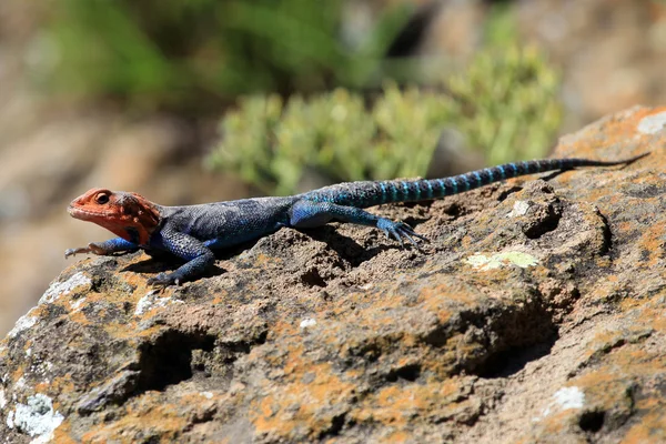 Lizard in Kenya — Stock Photo, Image