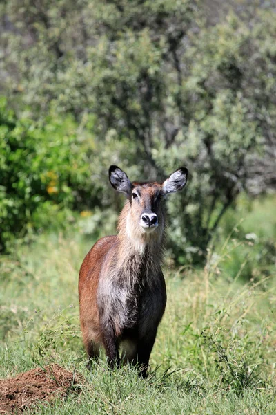 Buck - Kenya bush — Stok fotoğraf