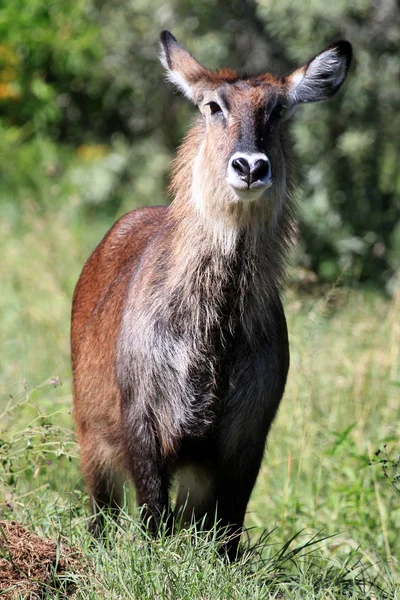 Buck - Kenya bush — Stok fotoğraf