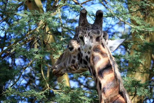 长颈鹿-肯尼亚 — 图库照片