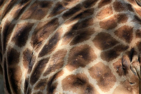 stock image Giraffe - Kenya