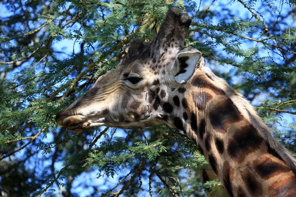 Żyrafa - Kenia — Zdjęcie stockowe