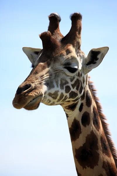 Жираф - Кения — стоковое фото