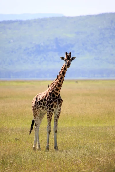 Žirafa - Keňa — Stock fotografie