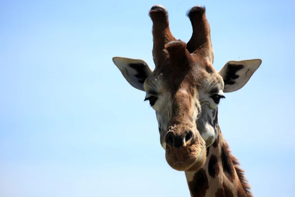 Žirafa - Keňa — Stock fotografie