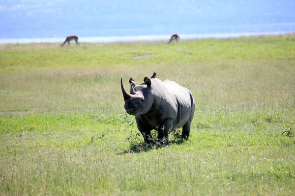 Rhino în Kenya — Fotografie, imagine de stoc