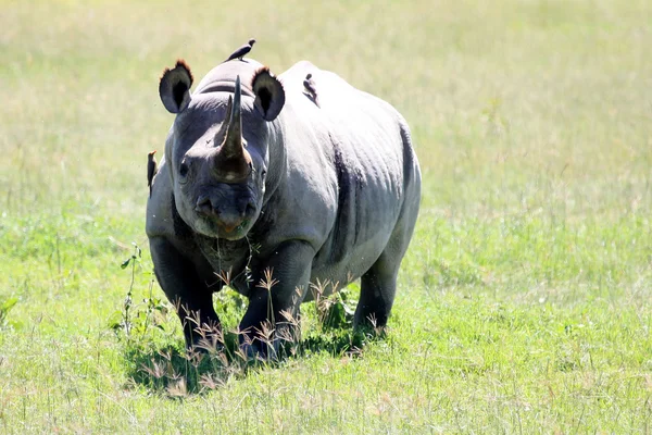 在肯尼亚的犀牛 — 图库照片