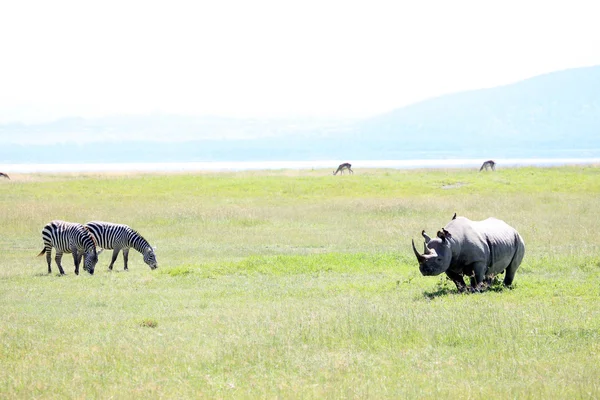 Rhino in Kenia — Stockfoto
