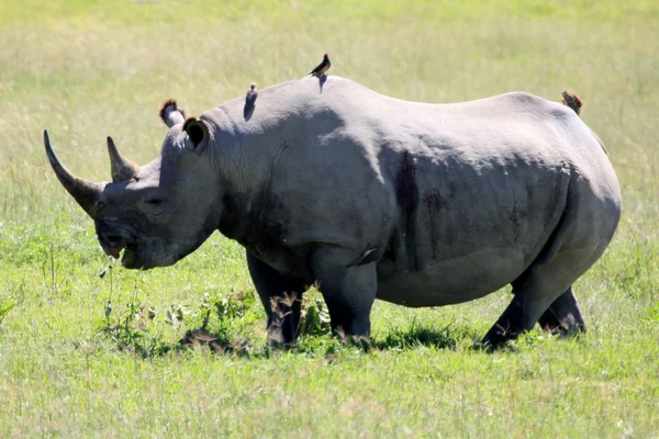 Rhino Kenya — Stok fotoğraf