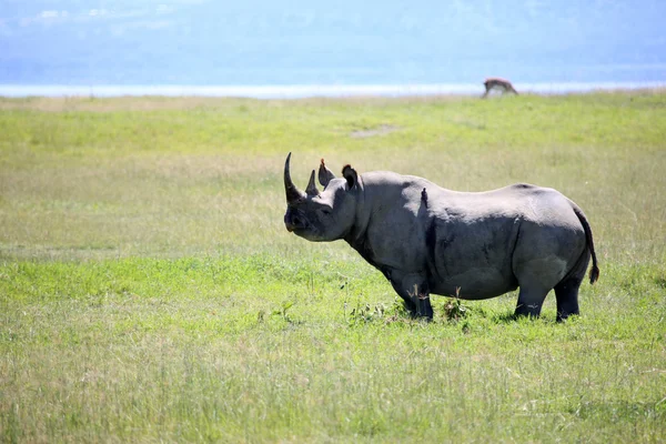 Rhino i kenya — Stockfoto