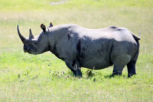 Nosorožec v Keni — Stock fotografie