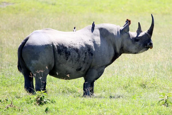 Ρινόκερος στην Κένυα — Φωτογραφία Αρχείου