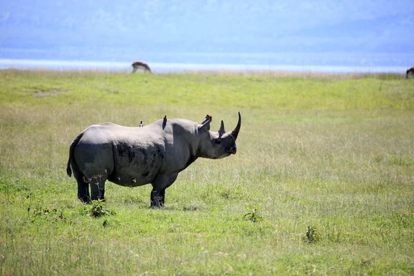 Rhino в Кенії — стокове фото