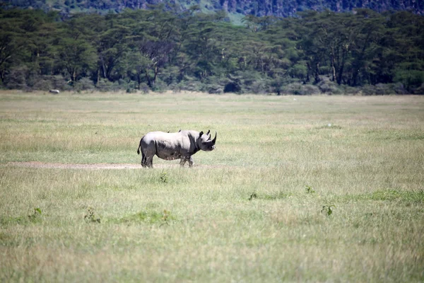 Rhino in Kenia — Stockfoto