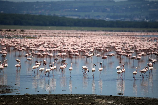 Różowe flamingi - rezerwat przyrody jezioro nukuru - Kenia — Zdjęcie stockowe