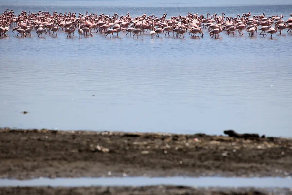 Pembe flamingoları - göl nukuru doğa rezerv - kenya — Stok fotoğraf