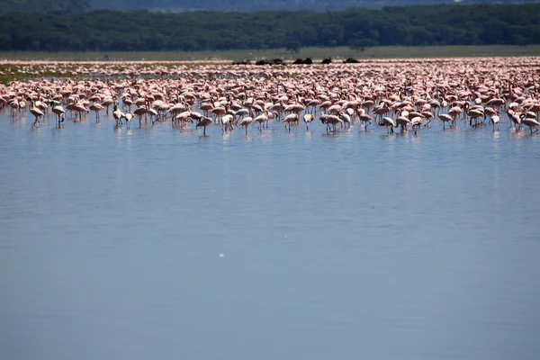 Fenicotteri Rosa - Riserva Naturale del Lago Nukuru - Kenya — Foto Stock