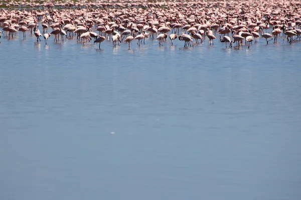 Rosa flamingos - sjön nukuru naturreservat - kenya — Stockfoto