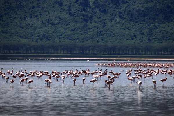 Pink Flamingoes - Lake Nukuru Nature Reserve - Kenya — Stock Photo, Image