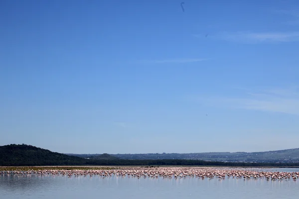 Flamencos rosados - Reserva Natural del Lago Nukuru - Kenia — Foto de Stock