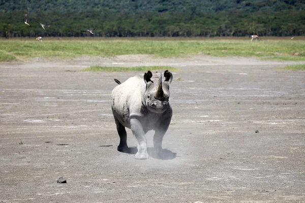 犀牛准备起诉在肯尼亚 — 图库照片
